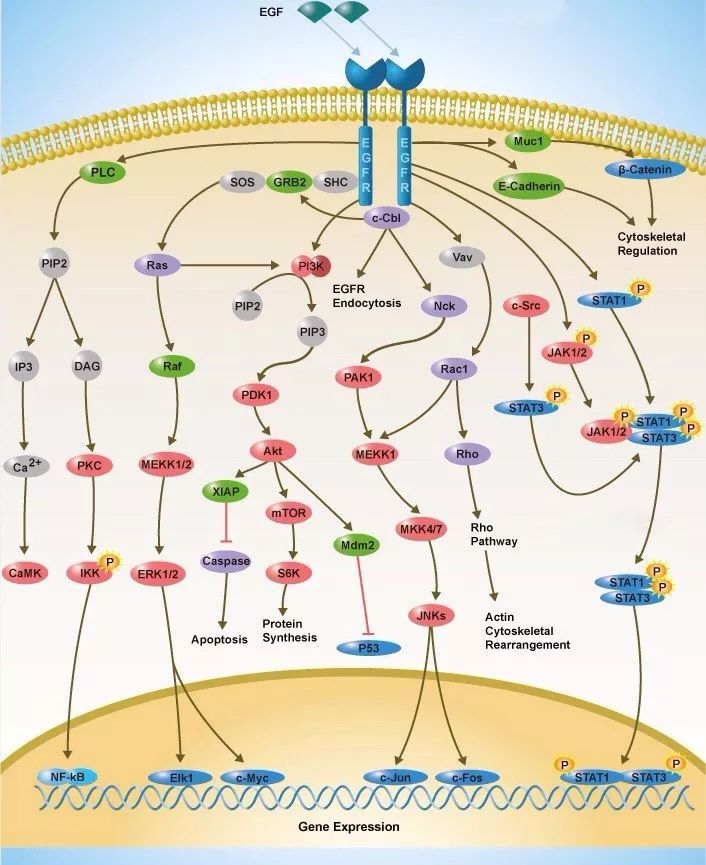 EGFR信号通路图片