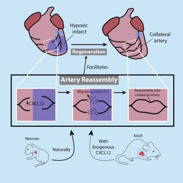 大鼠心脏解剖图图片