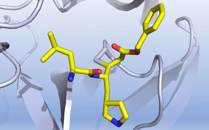 nature:中国科学家揭示sars-cov-2主要蛋白酶的结构并发现其抑制剂